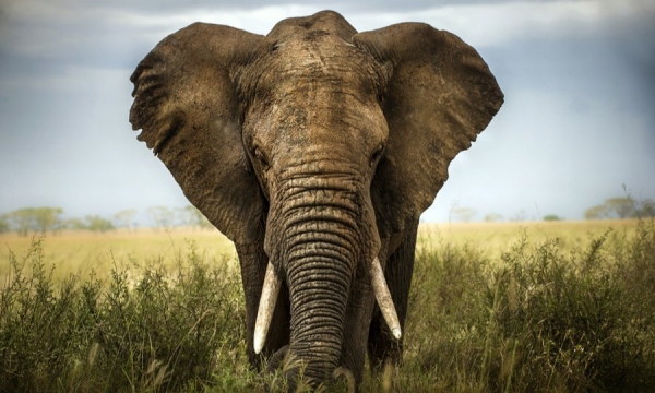 محكمة أمريكية تنظر في أول دعوى قضائية من فيل ضد حديقة الحيوان