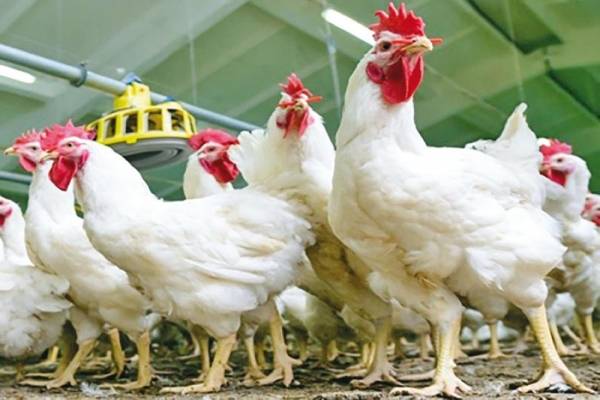 خبير يكشف اسباب ارتفاع اسعار الدجاج.. ويقدم نصيحة لوزارة الصناعة والتجارة (تفاصيل)