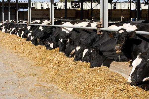 حماية المستهلك تطالب بتوفير الأعلاف بكميات كافية لمربي الأبقار