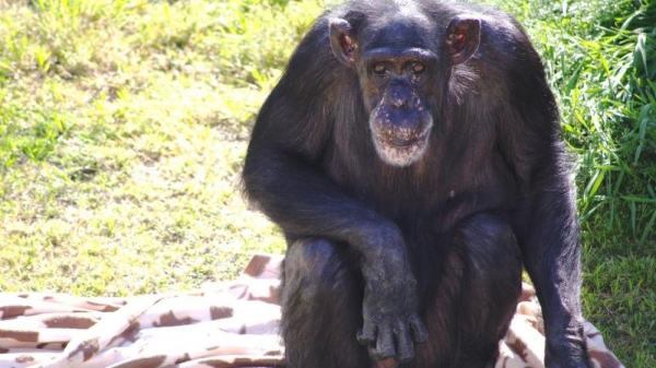 عن عمر ناهز 63 عاماً.. نفوق أكبر شمبانزي في أميركا