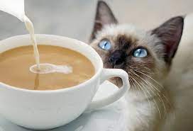رواد مقهى في ولاية فيرجينيا يحتسون قهوتهم برفقة القطط
