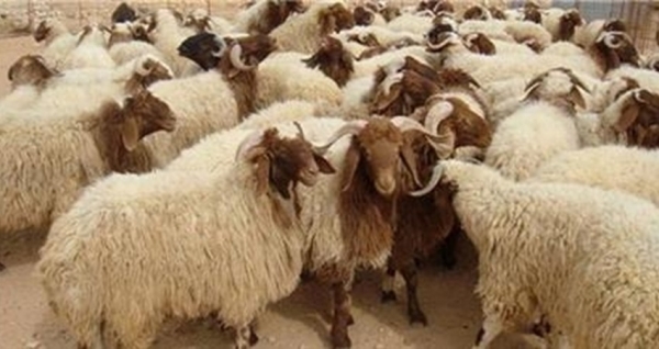 هذا هو سعر الأضحيه في الاردن