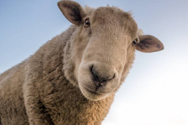 هذه شروط بيع الأضاحي في مواقع امانة عمان