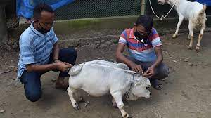 راني.. أصغر بقرة في العالم تتسبب بأزمة في بنغلاديش