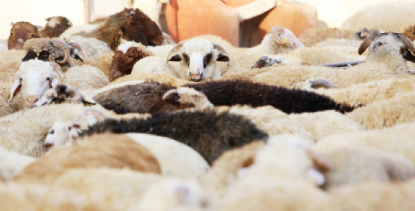 البيئة: أسواق الماشية تعد أماكن سهلة لنقل الأمراض من الحيوان إلى الإنسان
