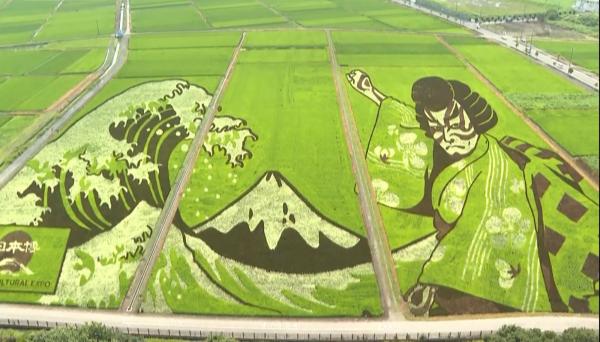 اليابان .. .. تحويل حقول الأرز إلى لوحات فنية خضراء