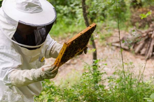 نقابة النحالين: ظهور نحل مشوه