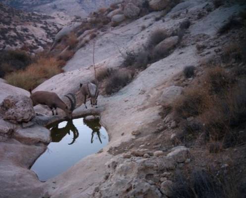 الحكومة تقتطع مساحة كبيرة من محمية ضانا .. والايراني: يوم أسود