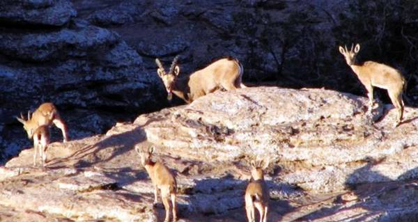 “أحلام النحاس” تنذر بتدمير ضانا