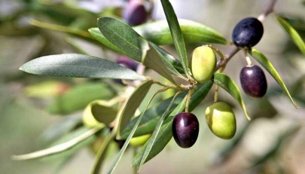 هل سيؤثر الانحباس المطري وتباين الحرارة على انتاج الزيتون؟