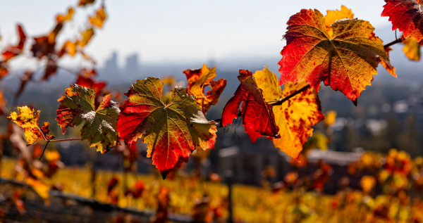 هذا هو موعد بدء فصل الخريف 2021 فلكيًا