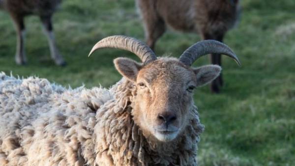 إحباط تهريب 500 الف حبة مخدرة أُطعمت لمجموعة من الخراف