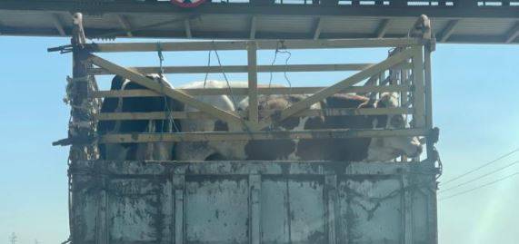 شكوى على مكتب وزير الزراعة .. عجول مشابهة للمحلية تدخل الى الاردن ؟! (صور)