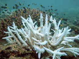 العالم فقد 14  من شعبه المرجانية بين 2009 و2018