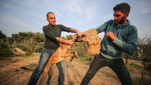 اجتماع تنسيقي للسيطرة على مشكلة انتشار الكلاب الضالة