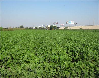 6 من حيازات الأردن الزراعية تمتلكها سيدات