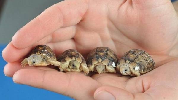 احباط محاولة تهريب (سلاحف) بمركز جمرك جابر