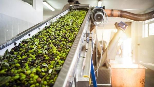 معاصر الزيتون تبدأ موسم استقبال الثمار وعصرها