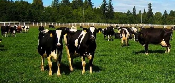 الزعبي: استيراد الحليب المجفف والأبقار يهدد القطاع بالزوال