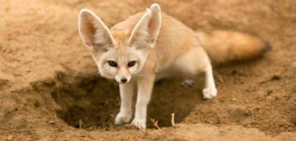 من هو ثعلب الفوسفات ؟