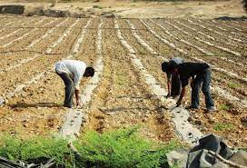 العمل تسمح باستقدام عمالة زراعية بديلة للمغادرة نهائيا