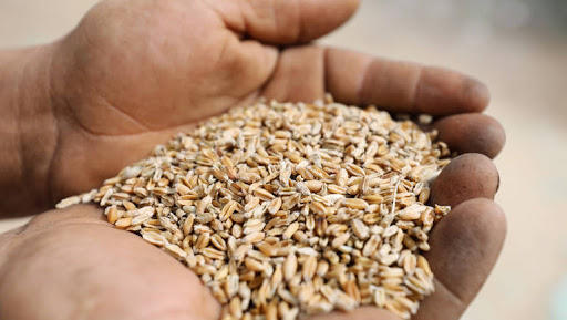 الموافقة على بيع بذار القمح للمزارعين بـ450 ديناراً للطن