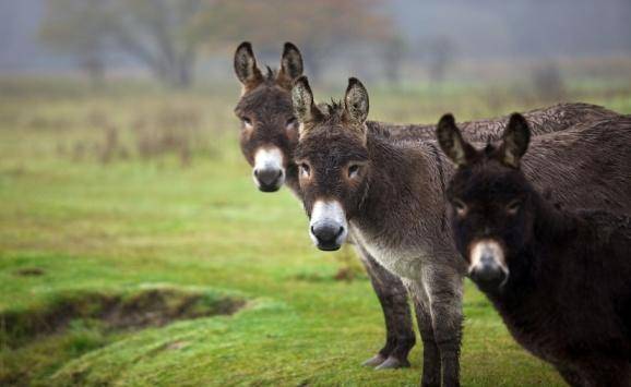 الأمن ينفي القبض على تاجر يبيع لحم الحمير بعمان