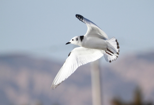 تسجيل طيور نادرة في مرصد الطيور بالعقبة