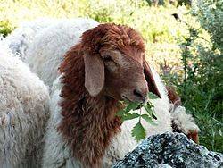 الحكومة متخوفه من بيع الخاروف الجورجي على انه بلدي