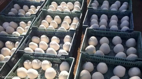 الغذاء والدواء: الأردن لا يستورد الالبان من مصنع طلاء الجدران المصري