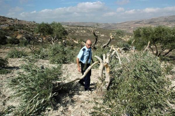 مستوطنون يسرقون 80 شجرة زيتون من أرض فلسطينية