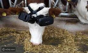 نظارات الواقع الافتراضي لخداع الأبقار وزيادة إنتاج الحليب .. فيديو