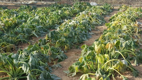 وزير الزراعة يتعهد للخدام بتعويض مزارعي وادي الاردن عن خسائر الصقيع