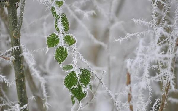 طقس العرب: هذه المناطق الأكثر عرضة لحدوث الانجماد