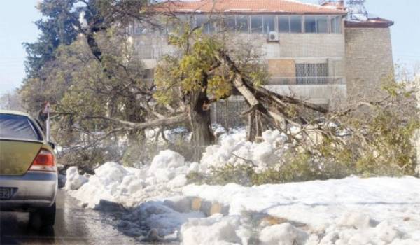 الحنيفات يوجه بإحصاء الأشجار المتساقطة جراء المنخفض