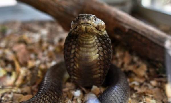 رجل يسيطر على كوبرا بطول 4 أمتار ونصف ـ شاهد