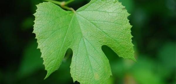 صدق أو لا تصدق.. ورق الدوالي بـ(23) دينار!!