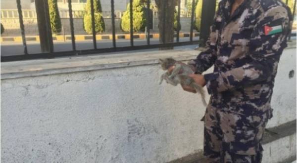 إنقاذ قطة عالقة أعلى مبنى مجلس النواب