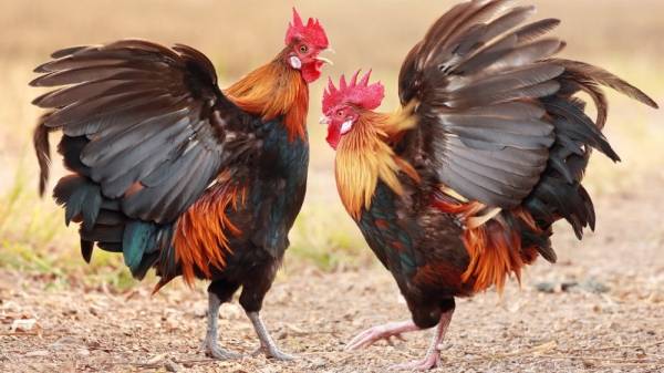 شركة دواجن كبرى تبيع ربع مليون طن دجاج مقابل ربح لم يتجاوز ربع مليون دينار.. تجارة جحا بالبيض