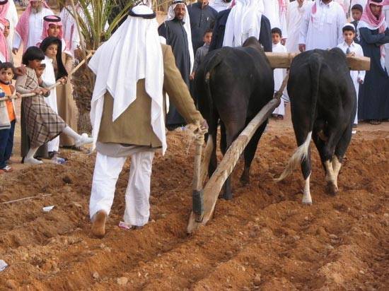 ورشة الاصلاح الاقتصادي.. لا يحرث الأرض إلا عُجولها