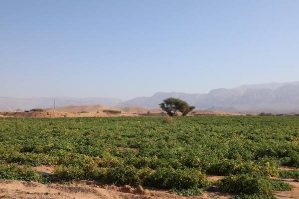 وزارة المياه والري توضح حول كميات مياه المشاريع الزراعية في رم والديسي