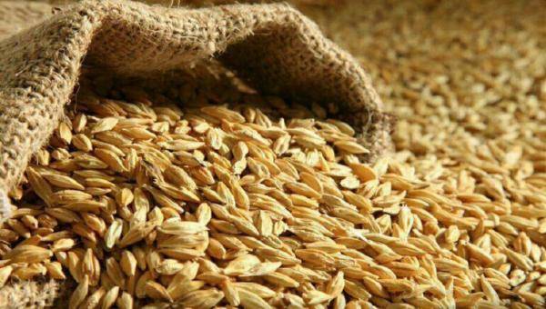 الحكومة تطرح عطاء لشراء 120 ألف طن شعير