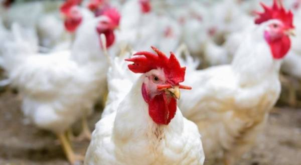 الصناعة والتجارة تقطع الطريق على اتحاد الدواجن .. وموطنون يشيدون بقرار السقوف السعرية