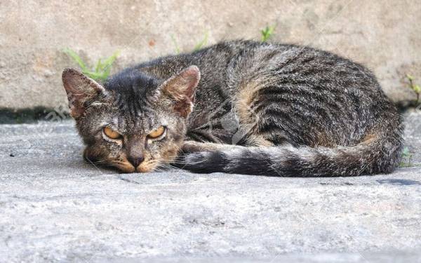 يذبحها ويأكلها.. صيني يبطش بقطط عمان