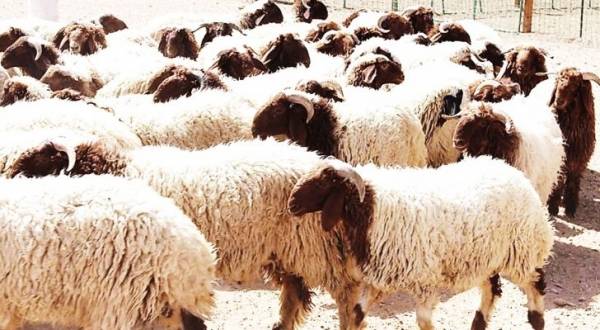 نفوق 50 رأسا من الأغنام إثر حادث تصادم