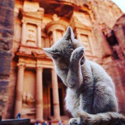 3 أنواع من القطط الأردنية مهددة بالانقراض