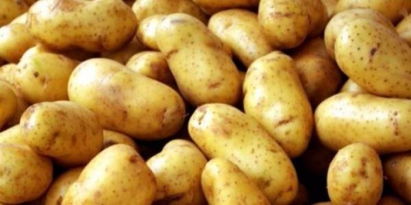الحكومة تراقب البطاطا !