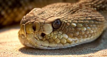 36 نوعاً من الأفاعي في الأردن 7 منها سامة