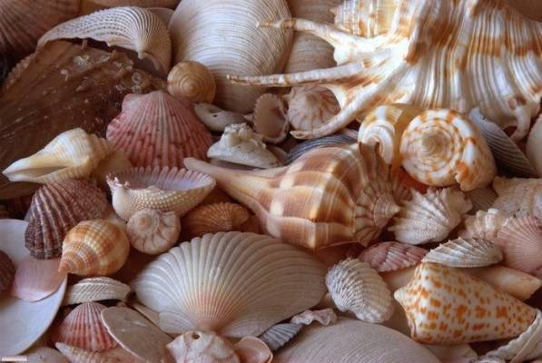 السلطات المصرية تضبط اردنيا حاول تهريب قواقع بحرية ومحار وشعب مرجانية محظورة