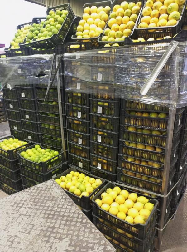 انخفاض اسعار الليمون لـ70 قرشا